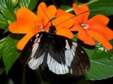 Flora of the Cloud Forest