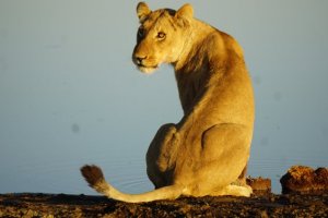 Safari Legends by Private Air - South Africa, Botswana & Zimbabwe.